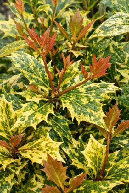 Османтус різнолистий Гошікі|Osmanthus heterophyllus Goshiki|Османтус разнолистный Гошики